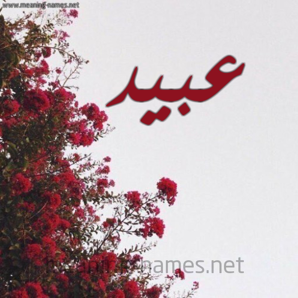 شكل 18 صوره الورد الأحمر للإسم بخط رقعة صورة اسم عبيد Abid