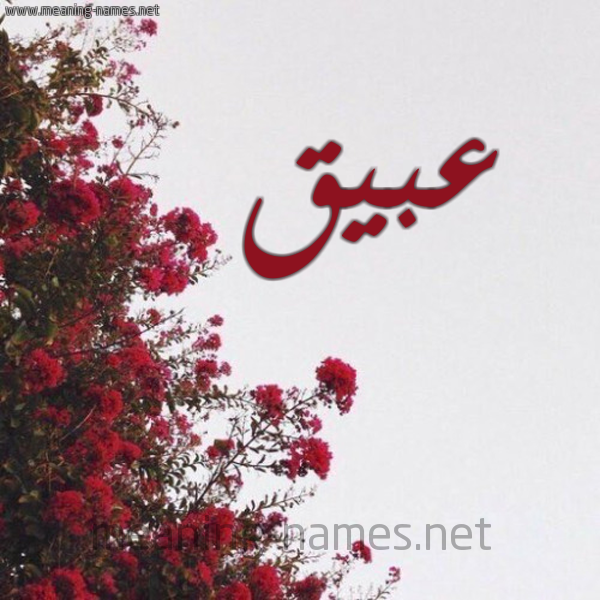 شكل 18 صوره الورد الأحمر للإسم بخط رقعة صورة اسم عبيق Abyq