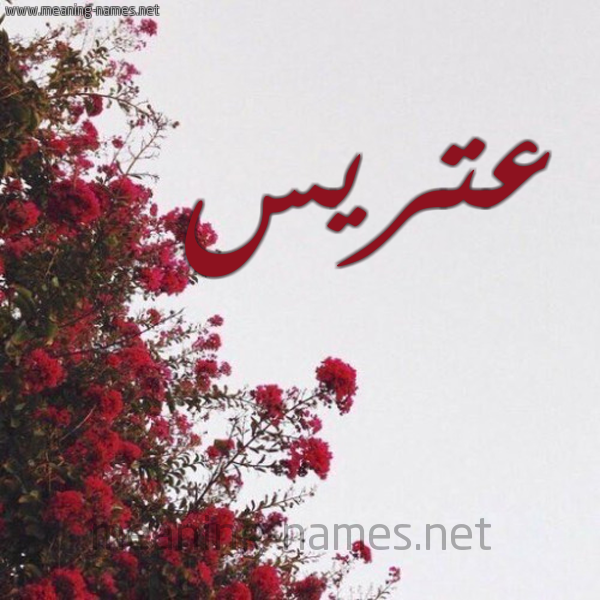 شكل 18 صوره الورد الأحمر للإسم بخط رقعة صورة اسم عتريس Atris