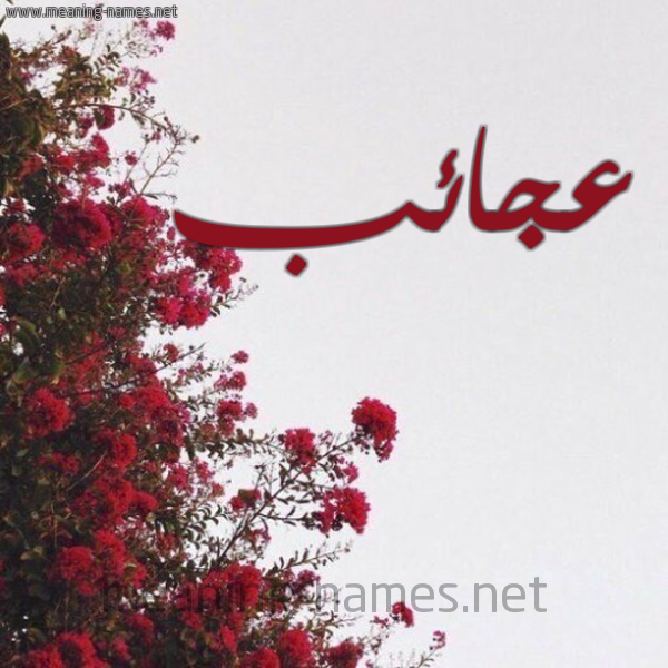 شكل 18 صوره الورد الأحمر للإسم بخط رقعة صورة اسم عجائب Aja'ib