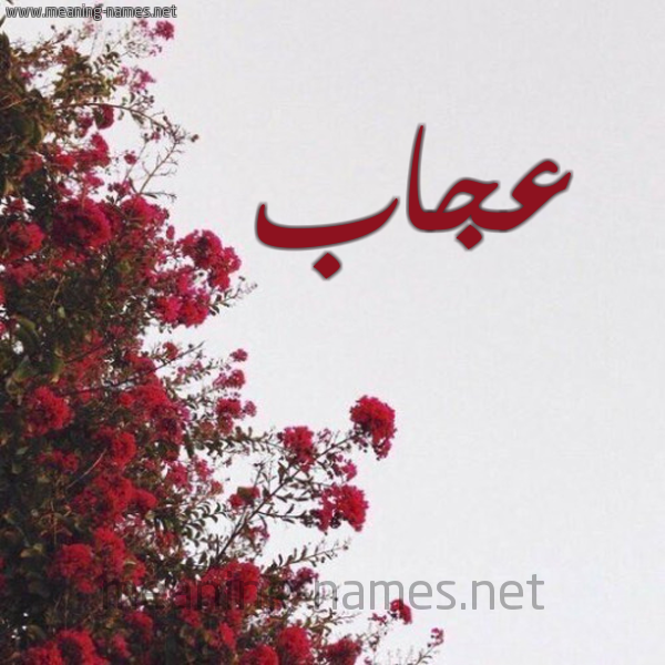 شكل 18 صوره الورد الأحمر للإسم بخط رقعة صورة اسم عجاب عَجَّابُ-Ajab