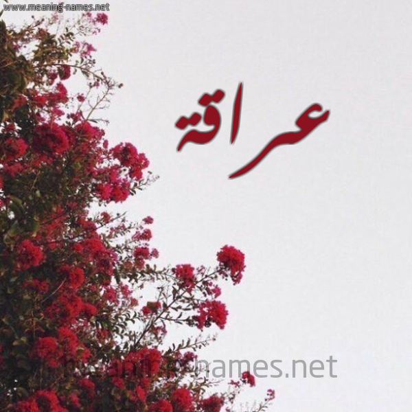 شكل 18 صوره الورد الأحمر للإسم بخط رقعة صورة اسم عراقة Araqh