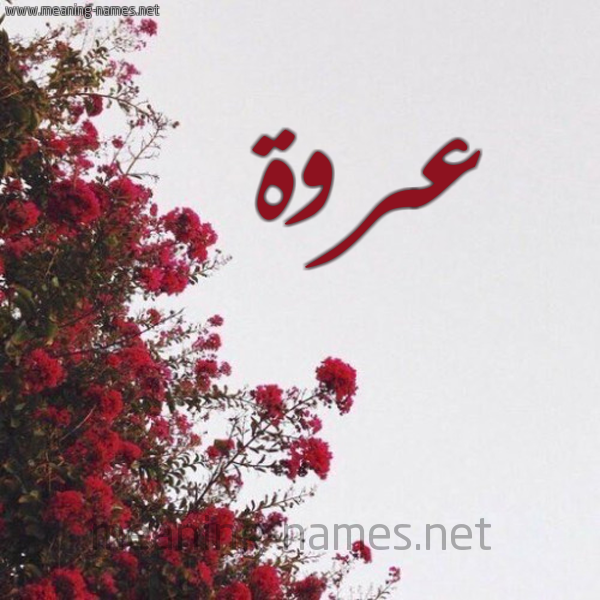 شكل 18 صوره الورد الأحمر للإسم بخط رقعة صورة اسم عروة Orwaa