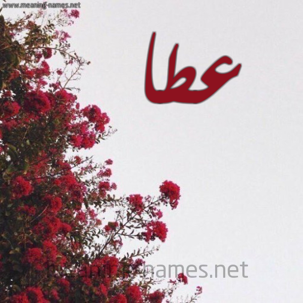 شكل 18 صوره الورد الأحمر للإسم بخط رقعة صورة اسم عطا Atta