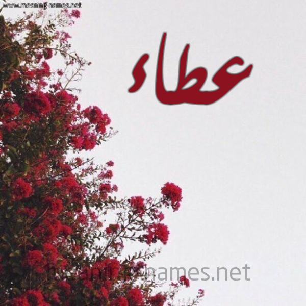 شكل 18 صوره الورد الأحمر للإسم بخط رقعة صورة اسم عطاء Ata'a