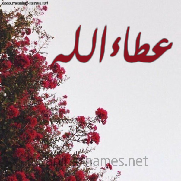 شكل 18 صوره الورد الأحمر للإسم بخط رقعة صورة اسم عطاءالله Ata'aallh