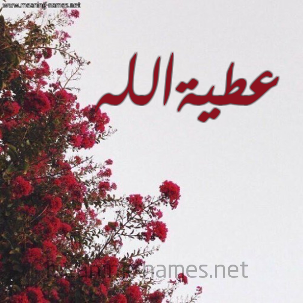 شكل 18 صوره الورد الأحمر للإسم بخط رقعة صورة اسم عطيةالله Atyhallh