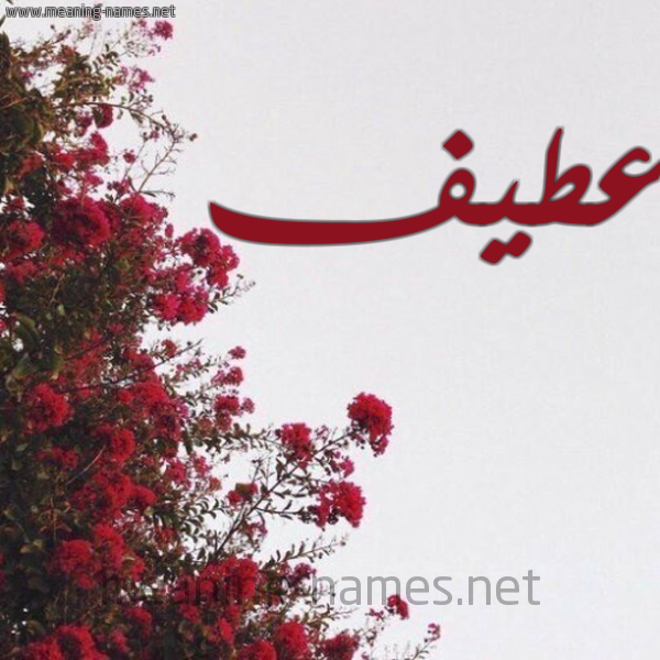 شكل 18 صوره الورد الأحمر للإسم بخط رقعة صورة اسم عطيف Atyf