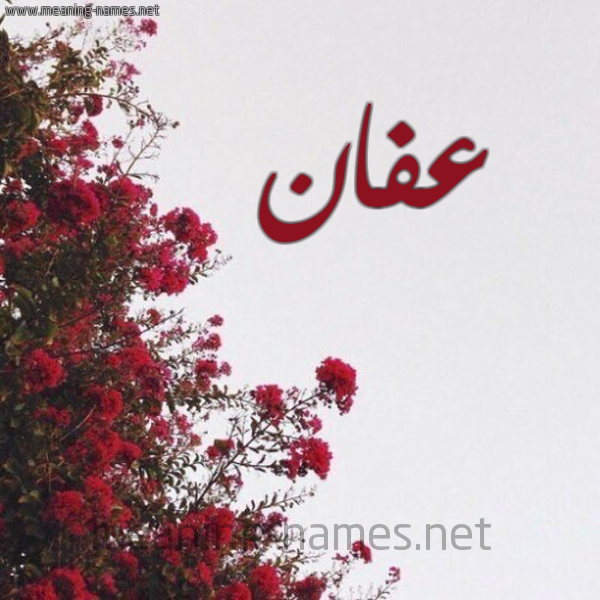 شكل 18 صوره الورد الأحمر للإسم بخط رقعة صورة اسم عفان Afan