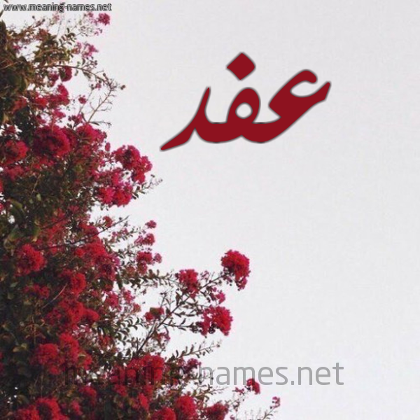 شكل 18 صوره الورد الأحمر للإسم بخط رقعة صورة اسم عفد Afd
