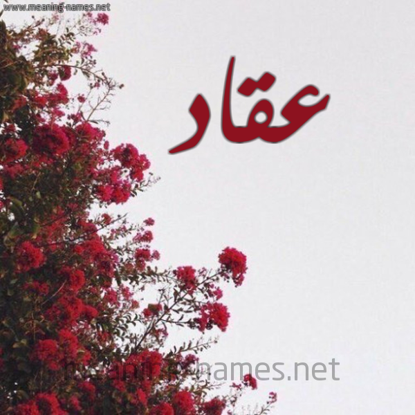 شكل 18 صوره الورد الأحمر للإسم بخط رقعة صورة اسم عقاد Aqqad