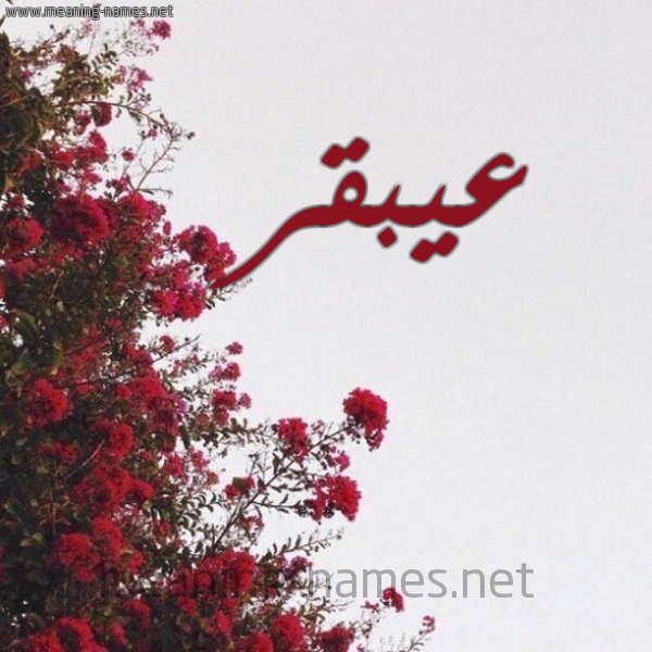 شكل 18 صوره الورد الأحمر للإسم بخط رقعة صورة اسم عيبقر Abqar