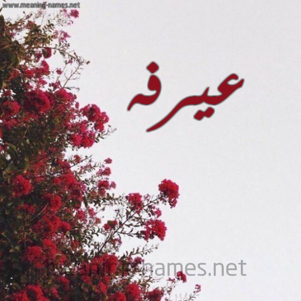 شكل 18 صوره الورد الأحمر للإسم بخط رقعة صورة اسم عيرفه Arafah