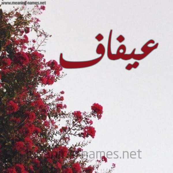 شكل 18 صوره الورد الأحمر للإسم بخط رقعة صورة اسم عيفاف Afaf