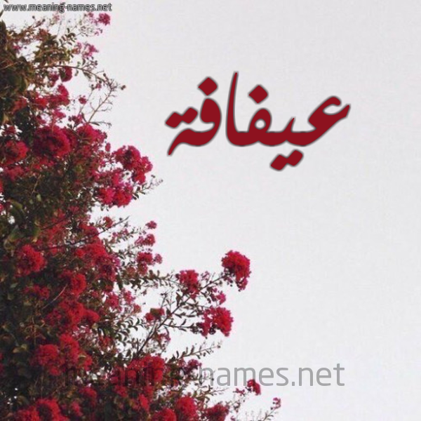 شكل 18 صوره الورد الأحمر للإسم بخط رقعة صورة اسم عيفافة Afafah