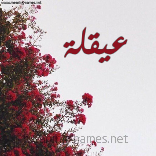 شكل 18 صوره الورد الأحمر للإسم بخط رقعة صورة اسم عيقلة Oqlah