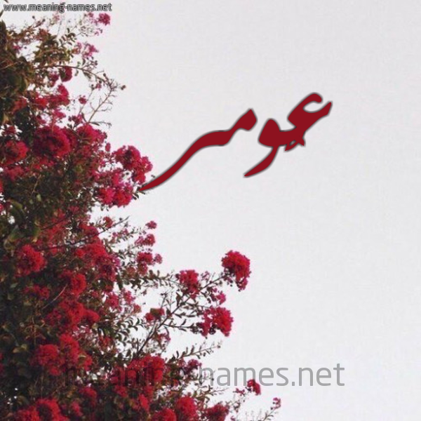شكل 18 صوره الورد الأحمر للإسم بخط رقعة صورة اسم عٌومر Omar