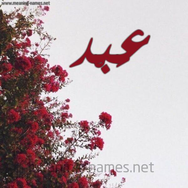 شكل 18 صوره الورد الأحمر للإسم بخط رقعة صورة اسم عَبْد AABD