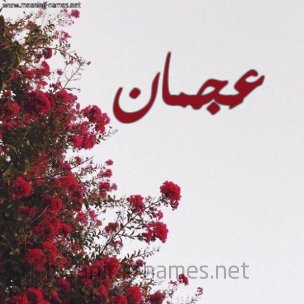 شكل 18 صوره الورد الأحمر للإسم بخط رقعة صورة اسم عَجْمان AAGMAN