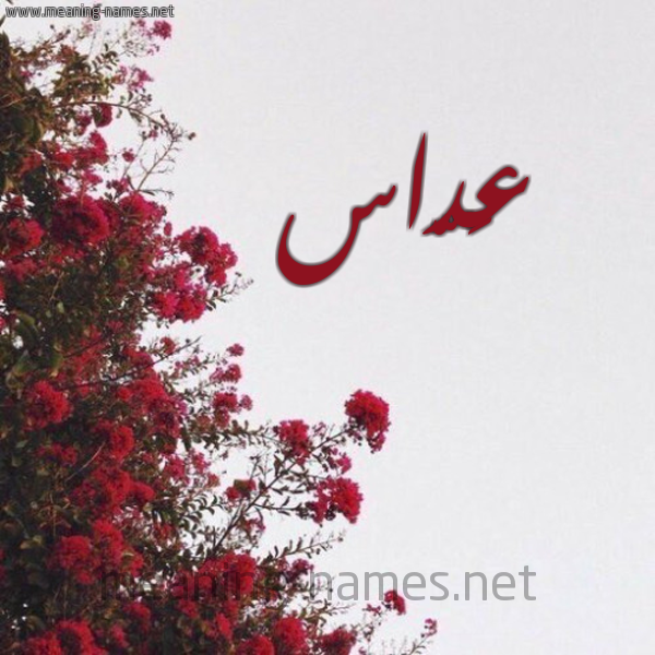 شكل 18 صوره الورد الأحمر للإسم بخط رقعة صورة اسم عَدّاس AADAS