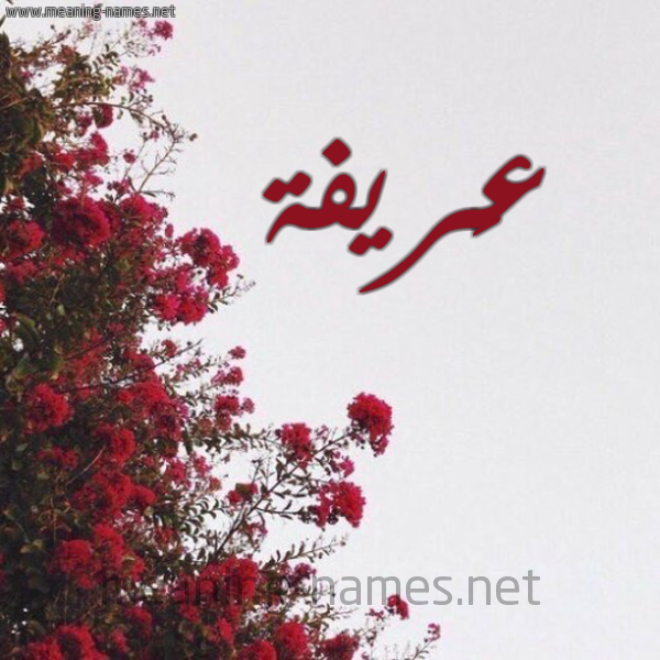 شكل 18 صوره الورد الأحمر للإسم بخط رقعة صورة اسم عَريفة AARIFH