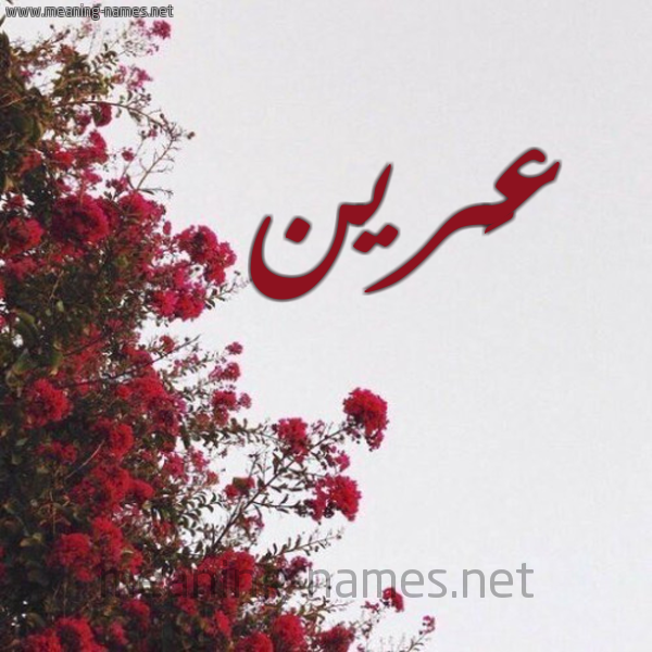 شكل 18 صوره الورد الأحمر للإسم بخط رقعة صورة اسم عَرين AARIN