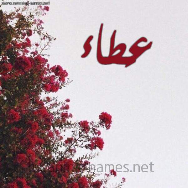 شكل 18 صوره الورد الأحمر للإسم بخط رقعة صورة اسم عَطاء AATAA