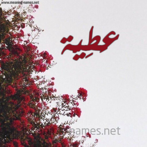 شكل 18 صوره الورد الأحمر للإسم بخط رقعة صورة اسم عَطِيَّة AATEIAH