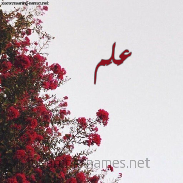 شكل 18 صوره الورد الأحمر للإسم بخط رقعة صورة اسم عَلَم AALAM