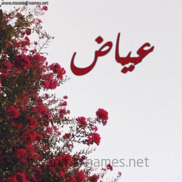 شكل 18 صوره الورد الأحمر للإسم بخط رقعة صورة اسم عَيّاض AAIAD