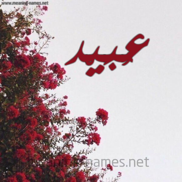 شكل 18 صوره الورد الأحمر للإسم بخط رقعة صورة اسم عُبَيْد AOBAID