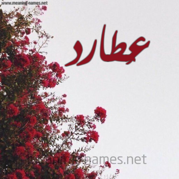 شكل 18 صوره الورد الأحمر للإسم بخط رقعة صورة اسم عُطارد AOTARD