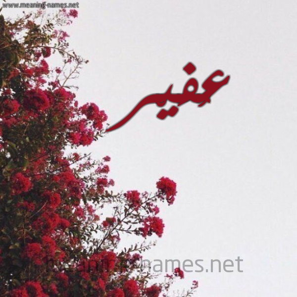 شكل 18 صوره الورد الأحمر للإسم بخط رقعة صورة اسم عُفَيْر AOFAIR