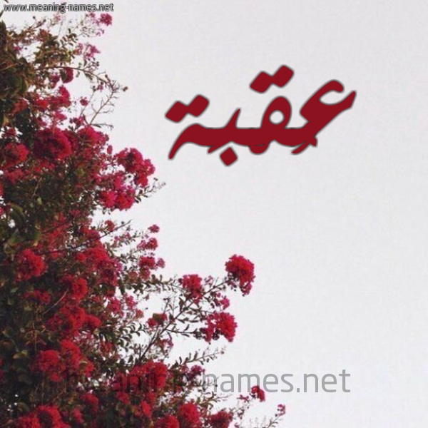 شكل 18 صوره الورد الأحمر للإسم بخط رقعة صورة اسم عُقْبَة AOQBAH