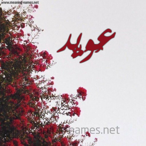شكل 18 صوره الورد الأحمر للإسم بخط رقعة صورة اسم عُوَيِّد AOOAIED