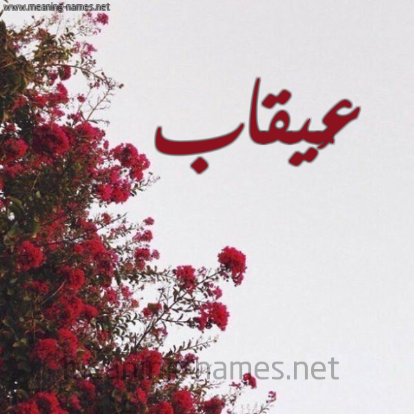 شكل 18 صوره الورد الأحمر للإسم بخط رقعة صورة اسم عُيقاب Oqab