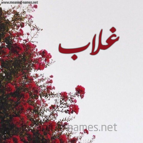 شكل 18 صوره الورد الأحمر للإسم بخط رقعة صورة اسم غلاب Ghlab