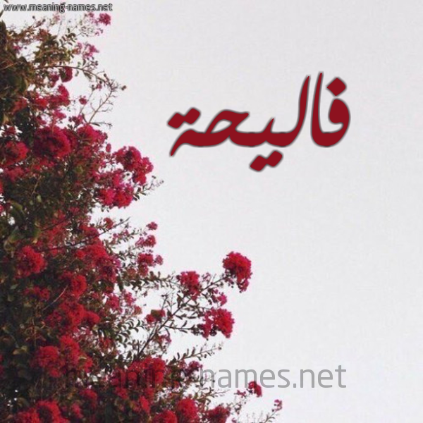 شكل 18 صوره الورد الأحمر للإسم بخط رقعة صورة اسم فاليحة Faleha