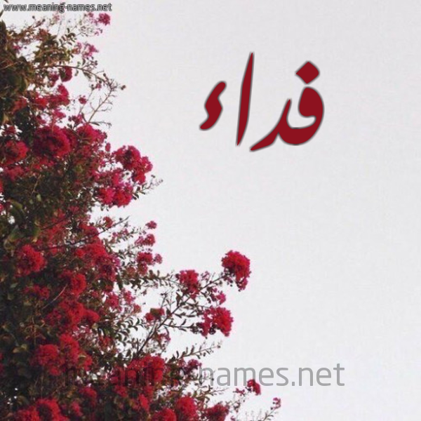 شكل 18 صوره الورد الأحمر للإسم بخط رقعة صورة اسم فداء Fedaa