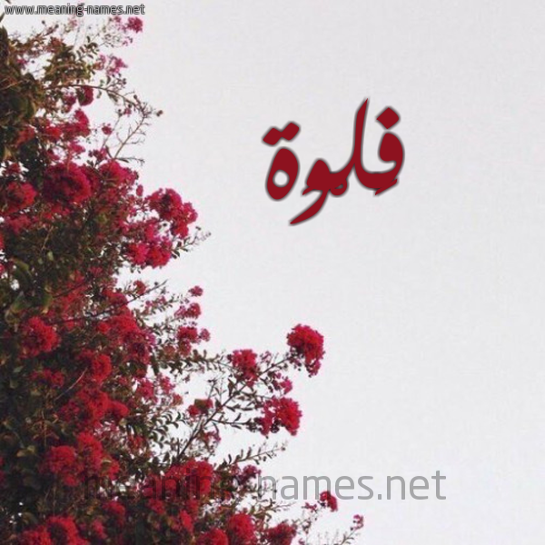 شكل 18 صوره الورد الأحمر للإسم بخط رقعة صورة اسم فَلْوَة FALOAH