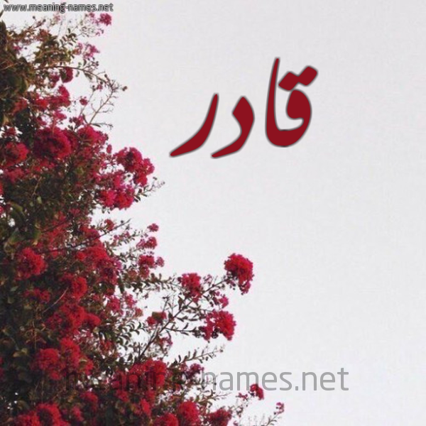 شكل 18 صوره الورد الأحمر للإسم بخط رقعة صورة اسم قادر QADR