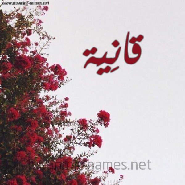شكل 18 صوره الورد الأحمر للإسم بخط رقعة صورة اسم قانِيَة QANEIAH
