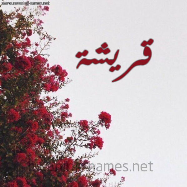 شكل 18 صوره الورد الأحمر للإسم بخط رقعة صورة اسم قريشة QRISHH