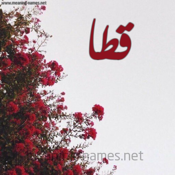 شكل 18 صوره الورد الأحمر للإسم بخط رقعة صورة اسم قطا Qta