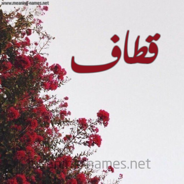 شكل 18 صوره الورد الأحمر للإسم بخط رقعة صورة اسم قطاف Qtaf