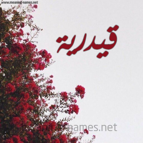 شكل 18 صوره الورد الأحمر للإسم بخط رقعة صورة اسم قيدرية Qadriyah