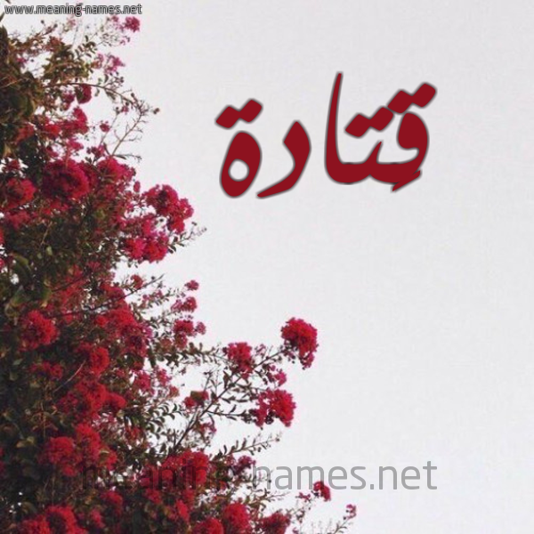 شكل 18 صوره الورد الأحمر للإسم بخط رقعة صورة اسم قَتادة QAtada