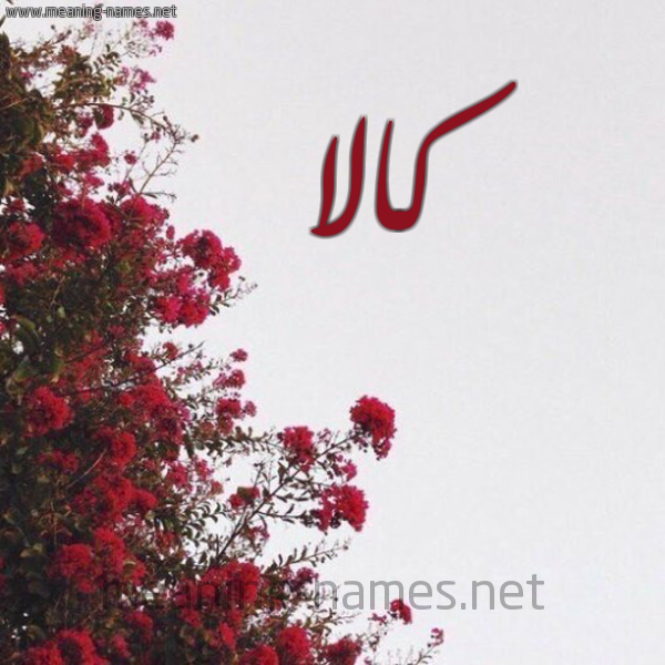 شكل 18 صوره الورد الأحمر للإسم بخط رقعة صورة اسم كالا kala