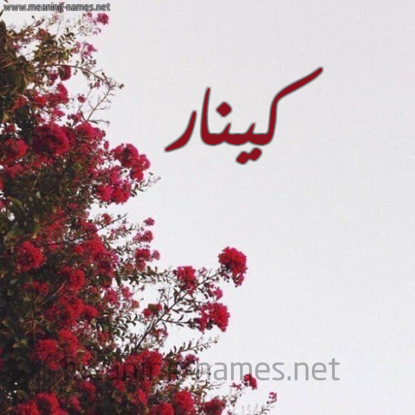 شكل 18 صوره الورد الأحمر للإسم بخط رقعة صورة اسم كينار Kenar