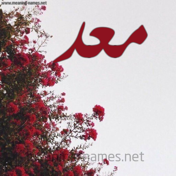 شكل 18 صوره الورد الأحمر للإسم بخط رقعة صورة اسم معد Moad